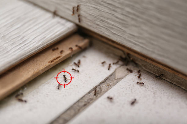 Trusted Braddock Hills, PA Pest Control Experts