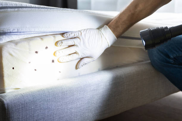 Best Termite Control Services  in Braddock Hills, PA