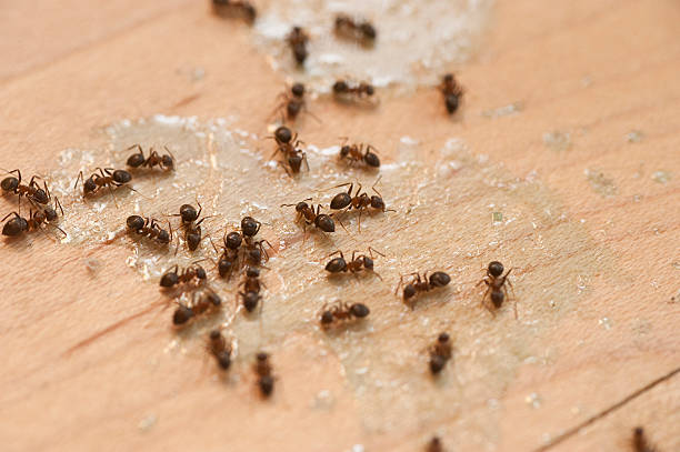 Best Ant Control Services  in Braddock Hills, PA