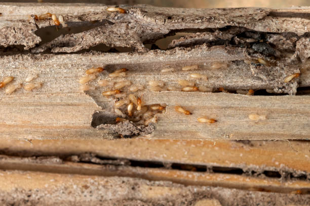Flea Control Services in Braddock Hills, PA