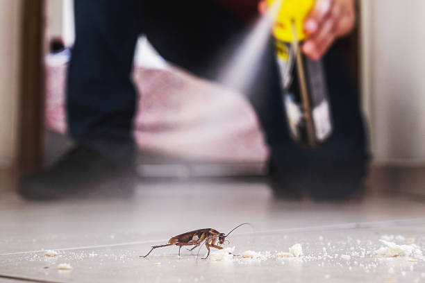 Wasp Removal Services in Braddock Hills, PA