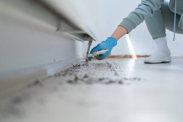Best Local Pest Control Services  in Braddock Hills, PA
